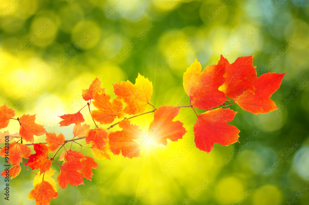 autumn leaves background