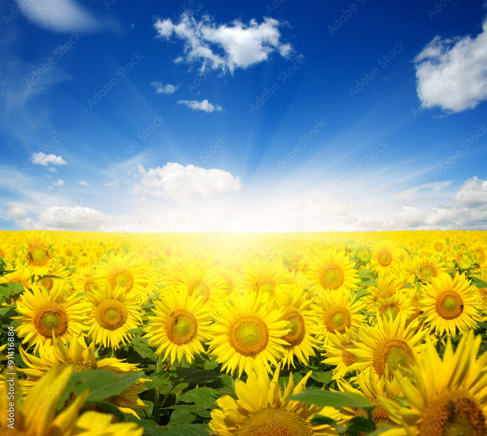  sunflowers and sun