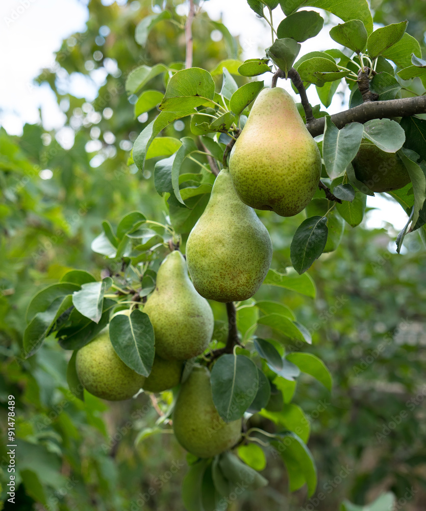 Organic pears