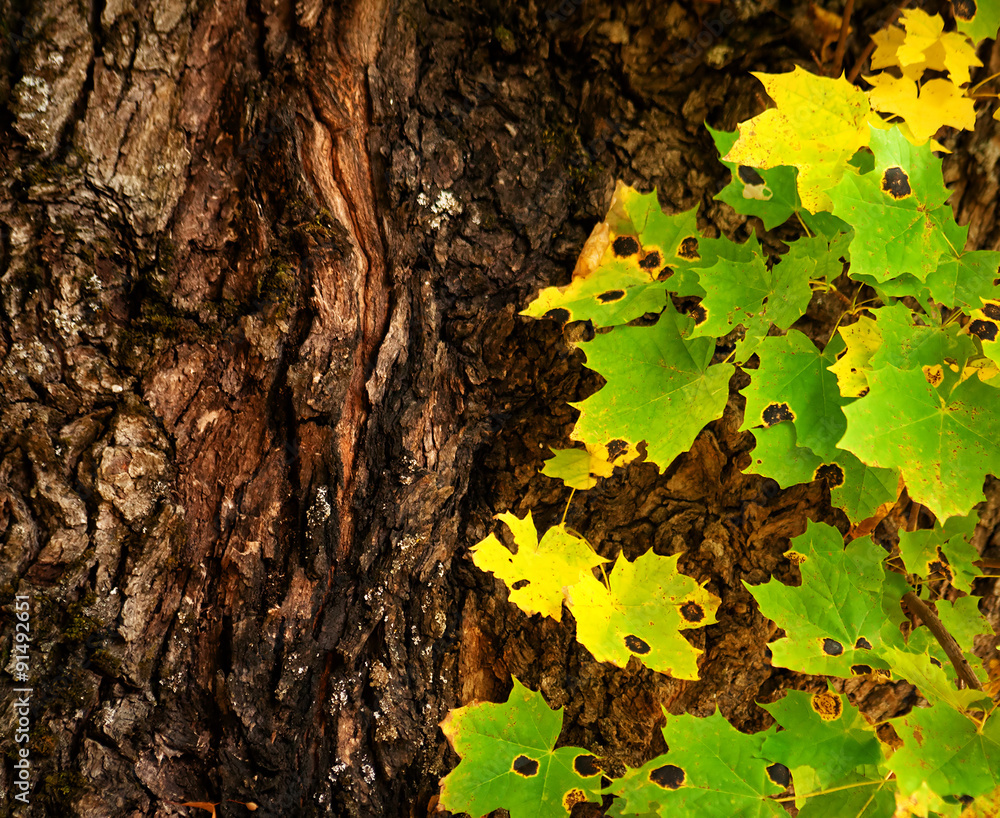 Multicolored maple leaves and trunk