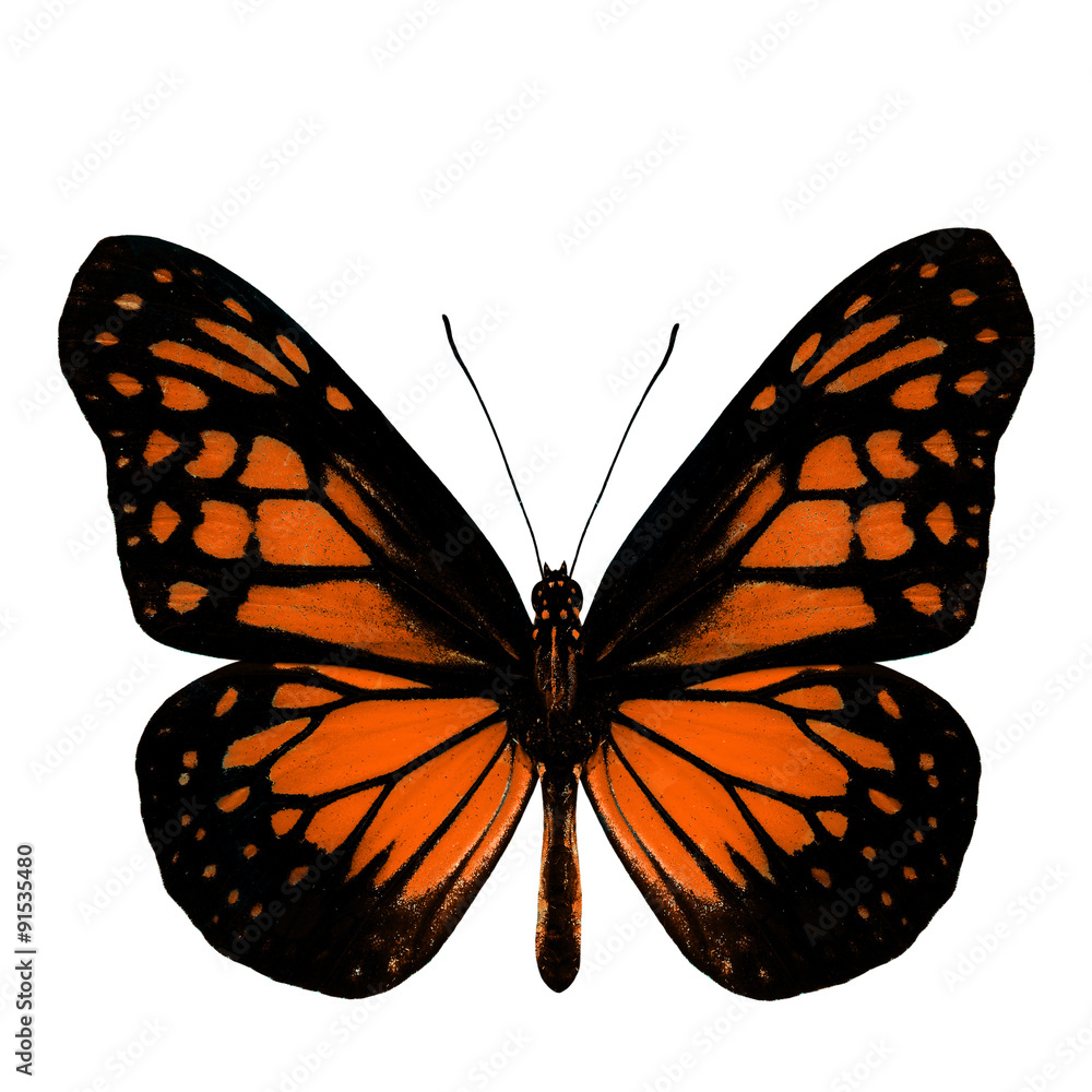 The most beautiful light orange butterfly in fancy color profile