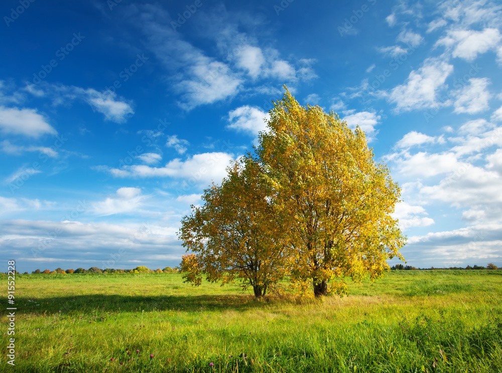 Lonely maple on the field