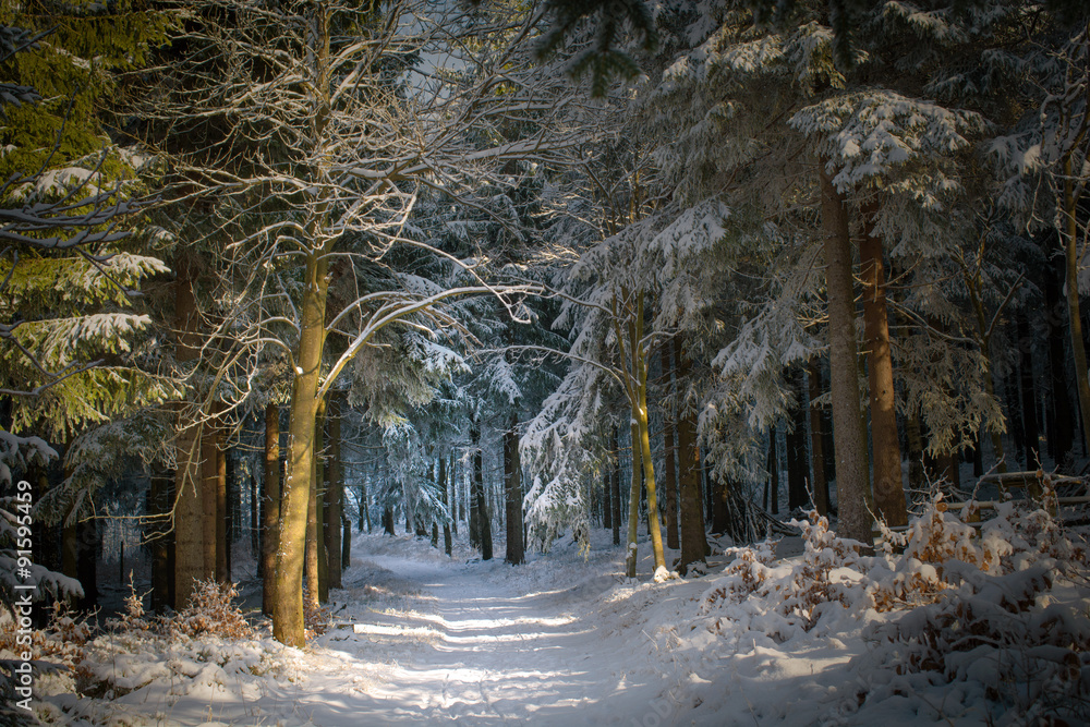 märchenhafter Winterwald