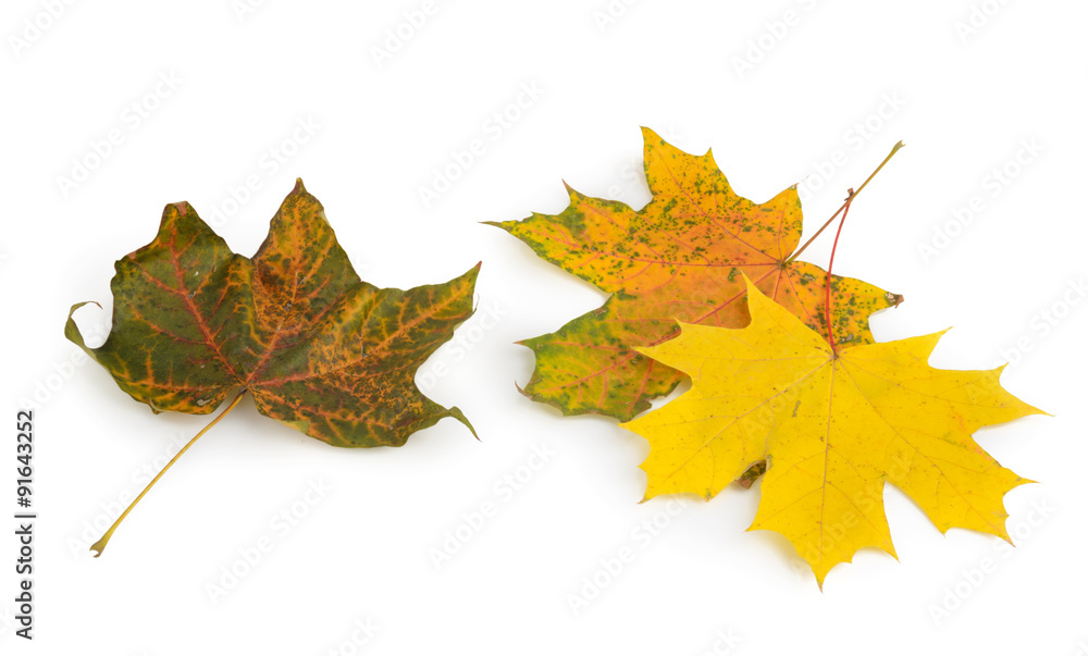 maple leaves on white