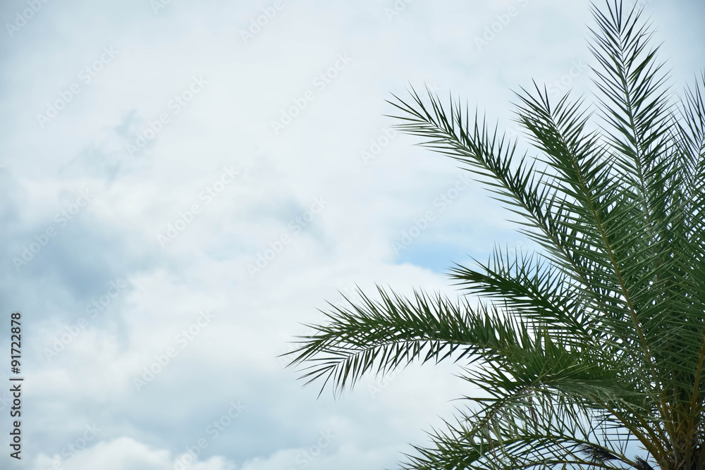 palm on sky clouds background