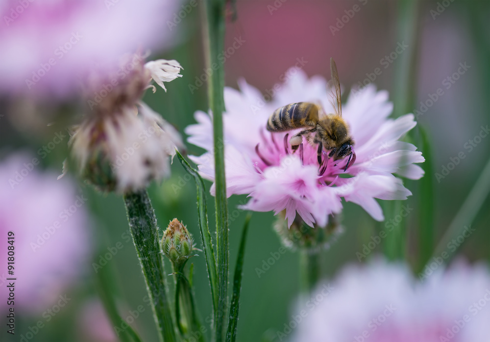 花上的蜜蜂。美丽的自然夏季构图。