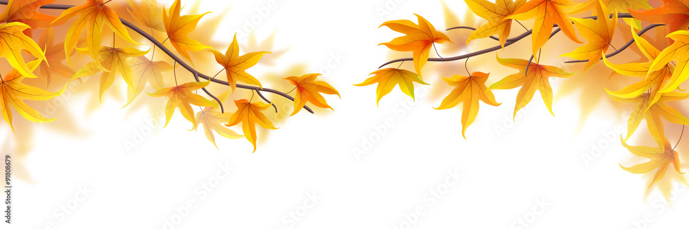 Autumn branches with maple leaves on white background