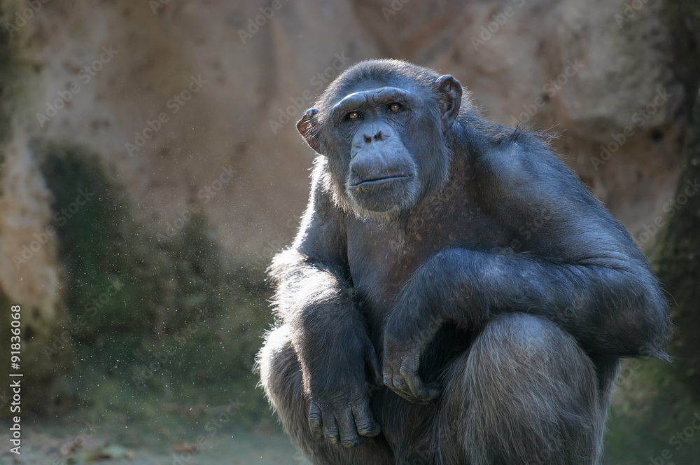 Chimpanzee looking with attention