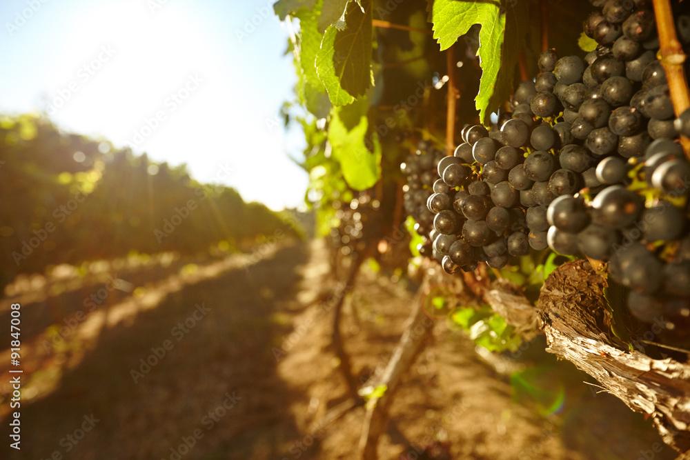 Black grapes in a vineyard