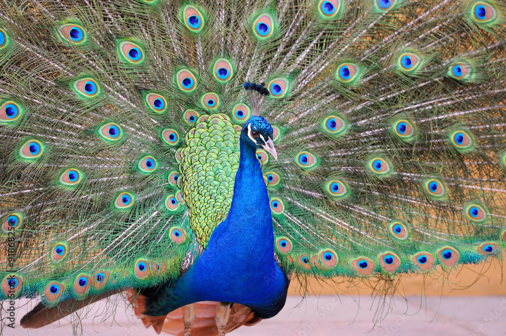 Peacock