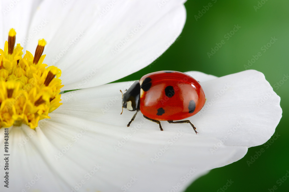 Ladybug