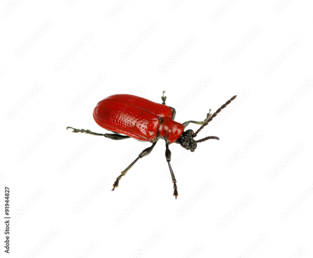 red beetle