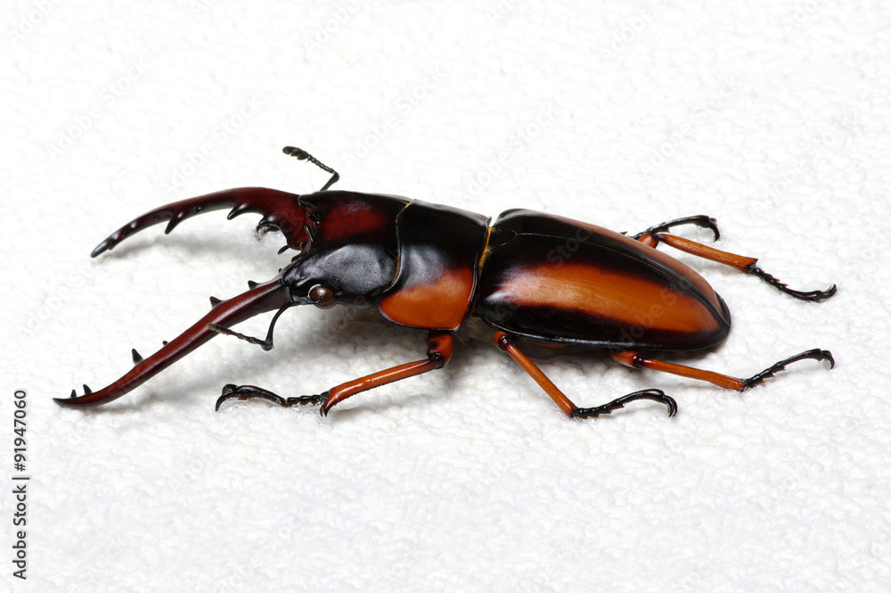 Stag beetle