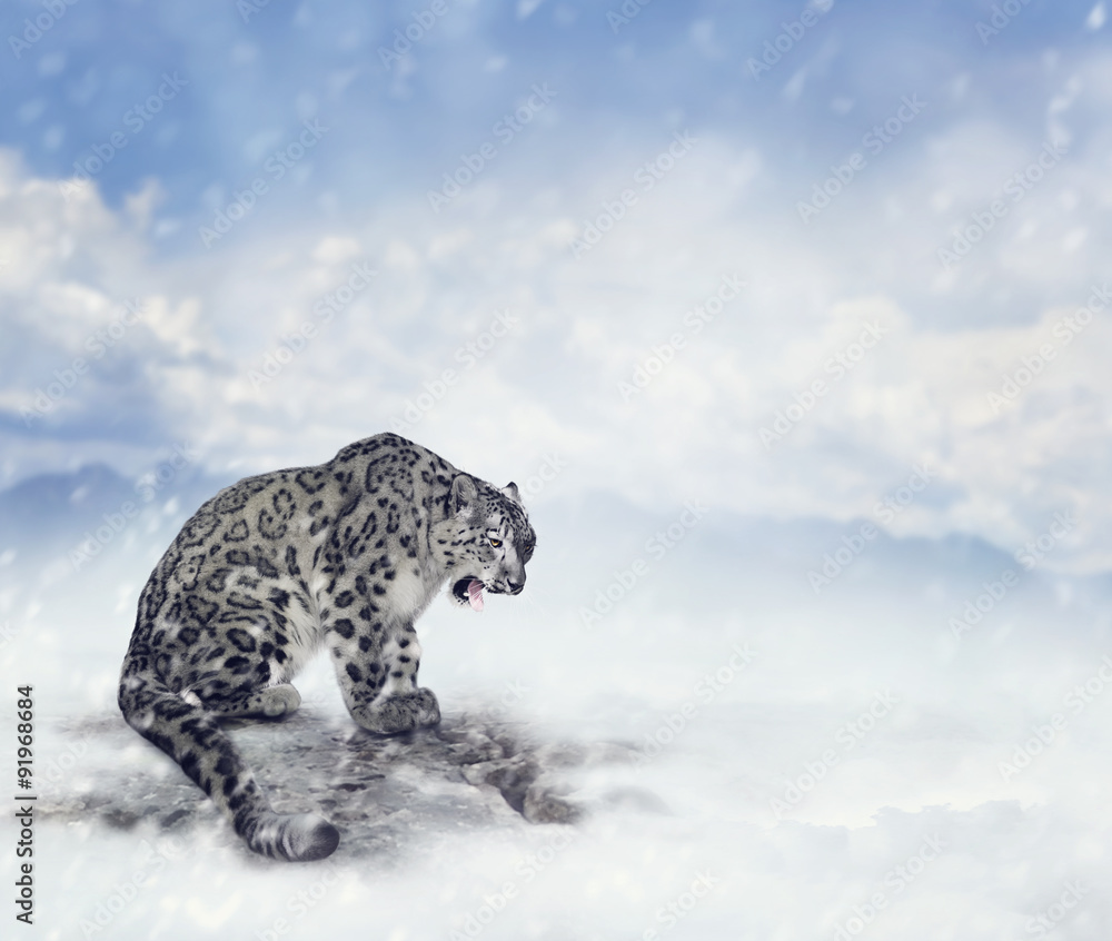 Snow Leopard