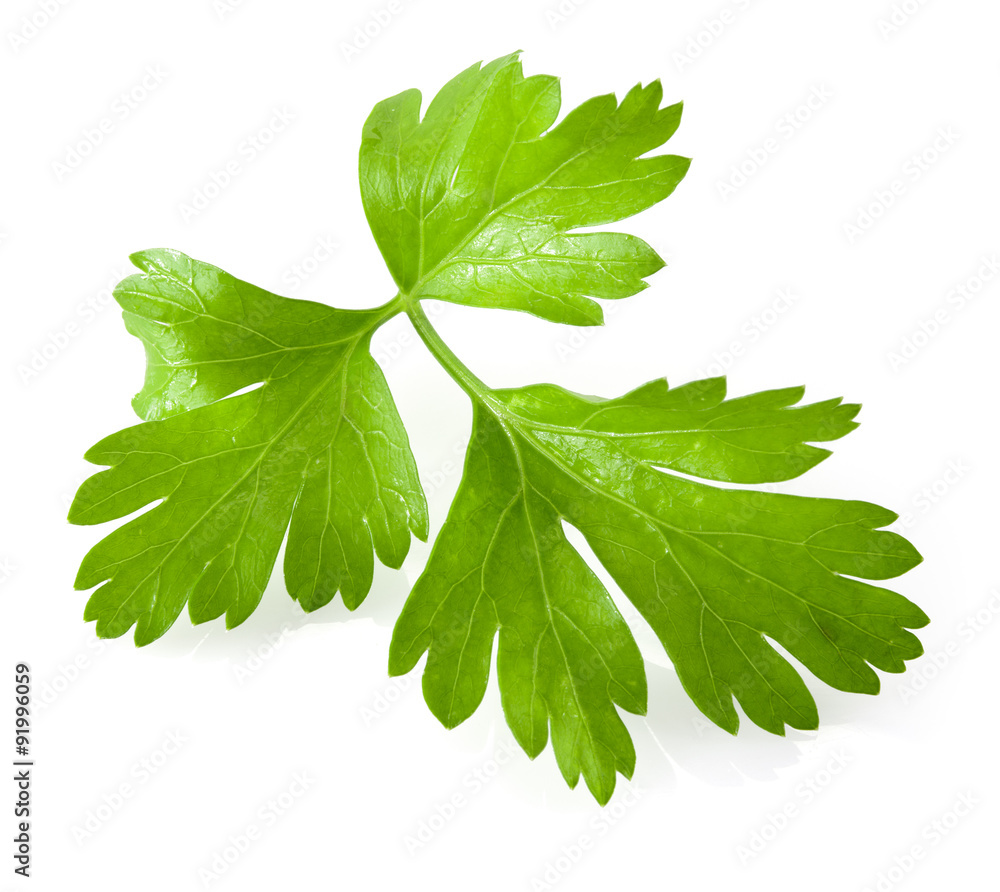 在白色背景上隔离的Parsley。