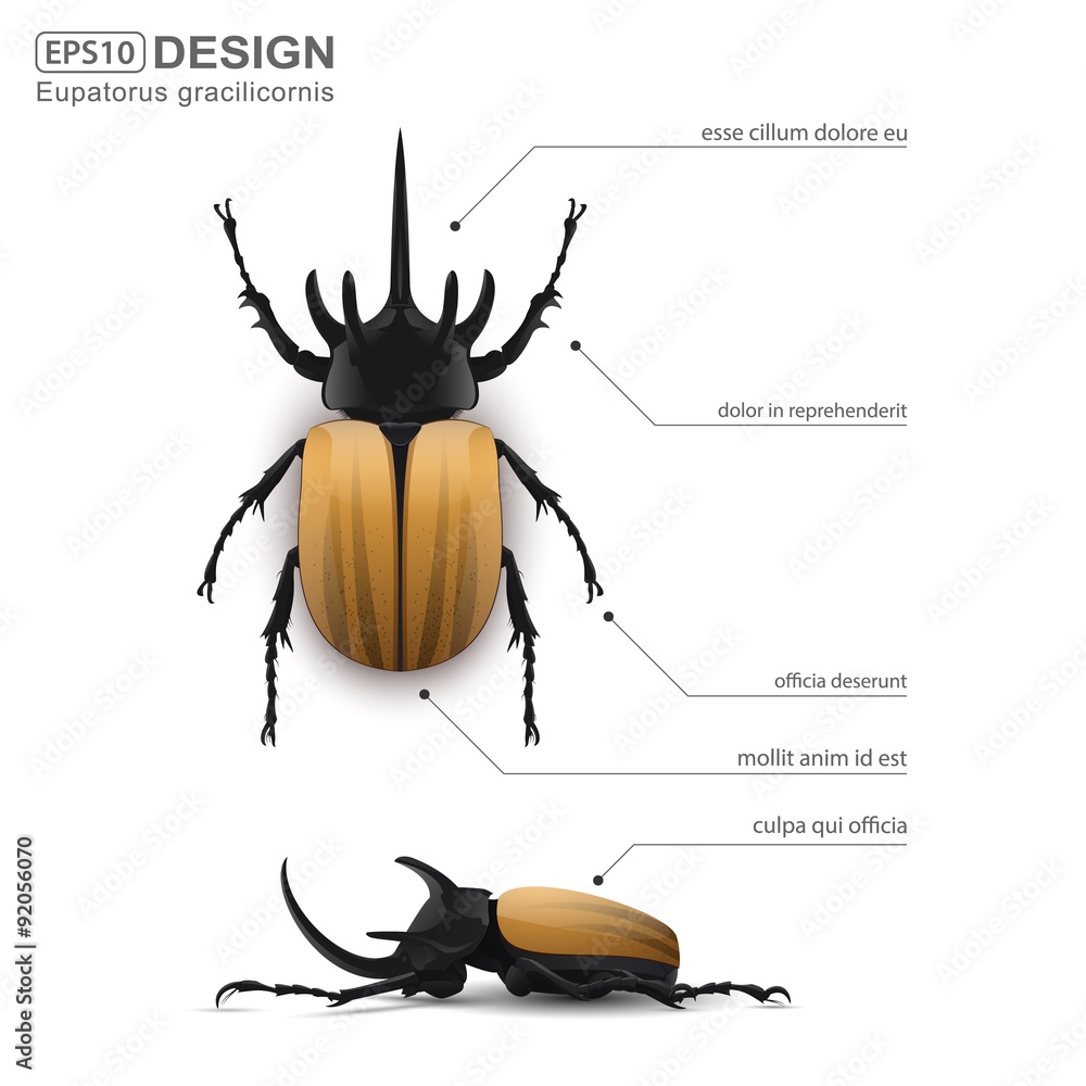 Eupatorus gracilicornis beetle infographic,vector