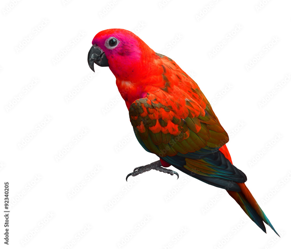 Beautiful red parrot bird isolated on white background