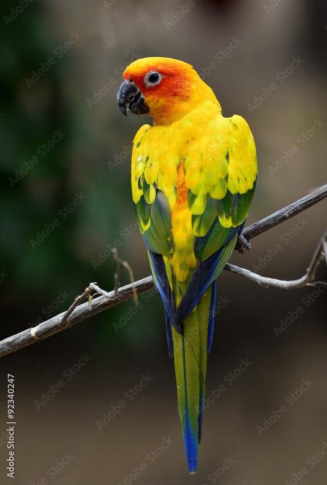 Beautiful Sun Conure, the yellow parrot bird