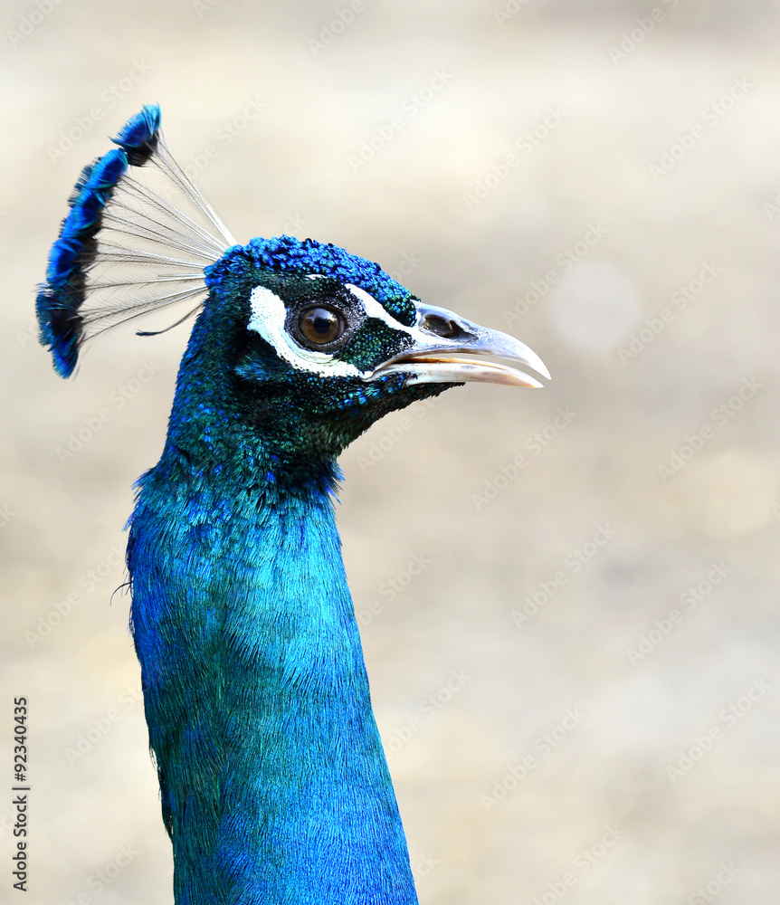 Closel up of Indian Peacock head