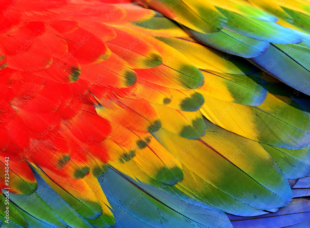 Close up of Red, Yellow and Blue Macaw Parrot bird feathers