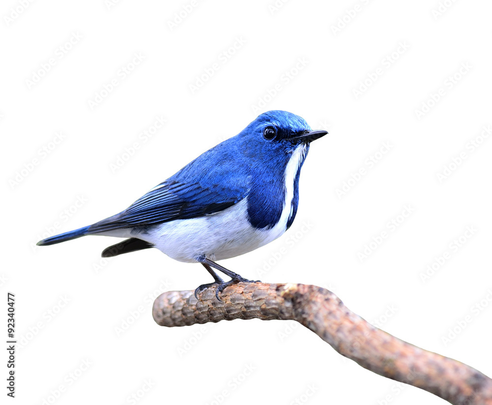 Great blue bird,Ultramarine flycatcher posing on the branch isol