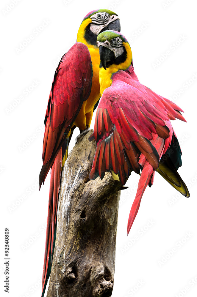 Pair of Red and Yellow Macaw birds stick together isolated on wh