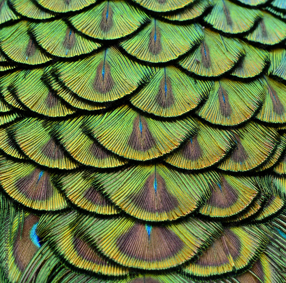 Peacock Feathers in close up with very details