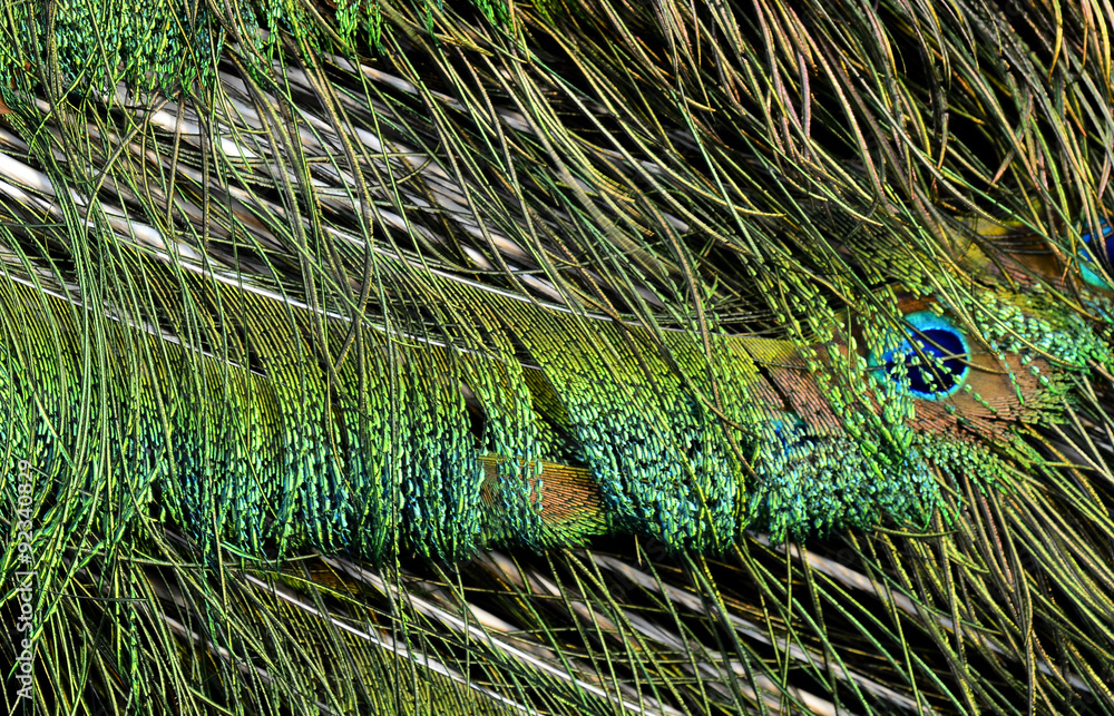 Peacock feathers in close up