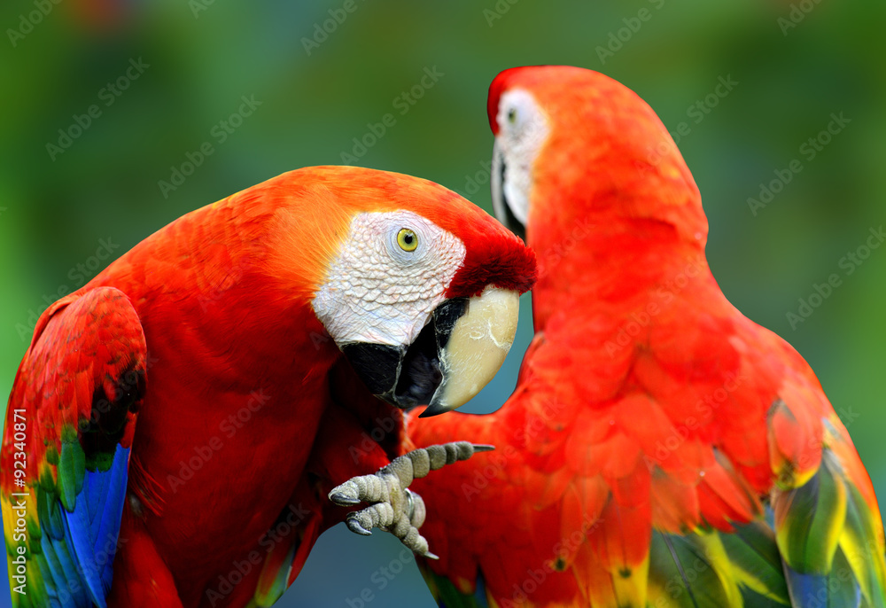 Sweet pair of scarlet macaw birds, red parrots