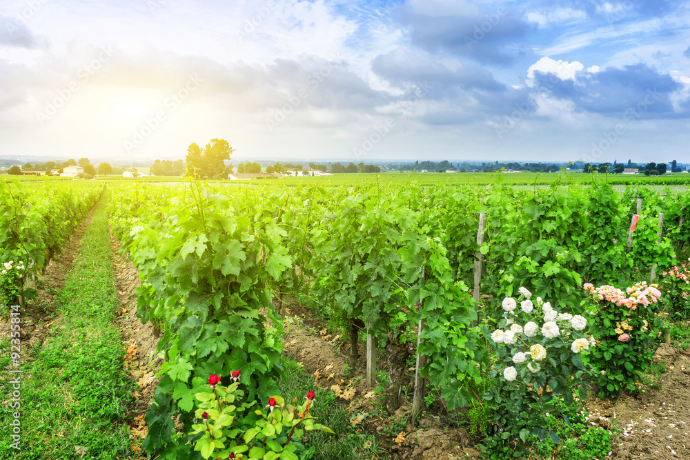 vineyard in a countryside