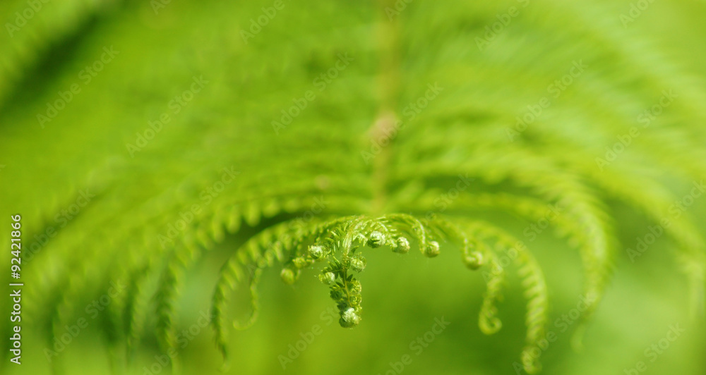 Macro di una foglia di felce