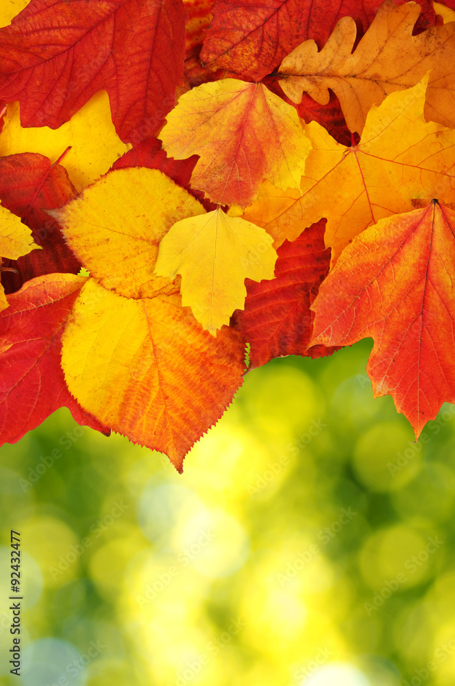 autumn leaves background