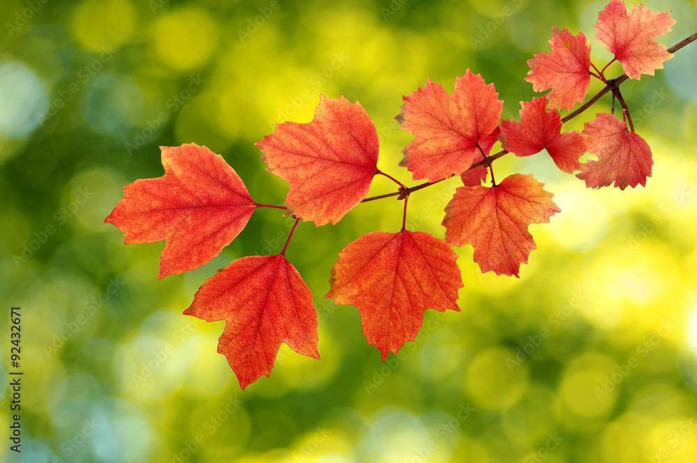 autumn leaves background