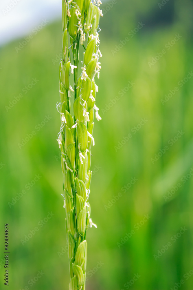 paddy stalk and flowers