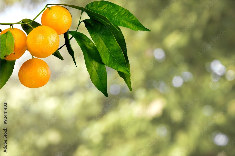 Orange Tree.