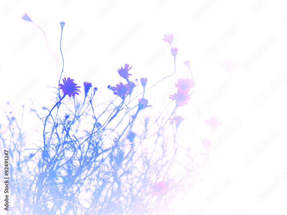 abstract background from small pretty  daisy flower , blue color