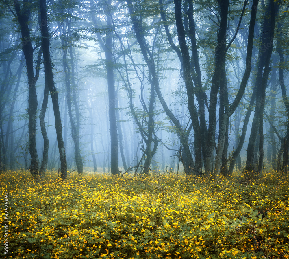 Mysterious dark forest in fog with green leaves and yellow flowe