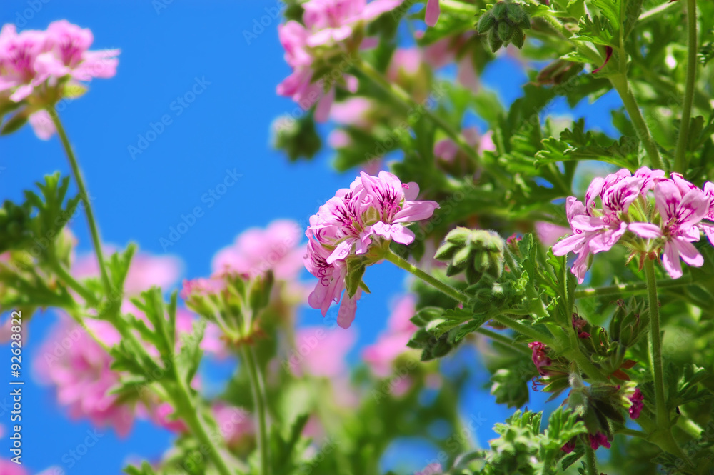 Bellissimo fiore di geranio rosa