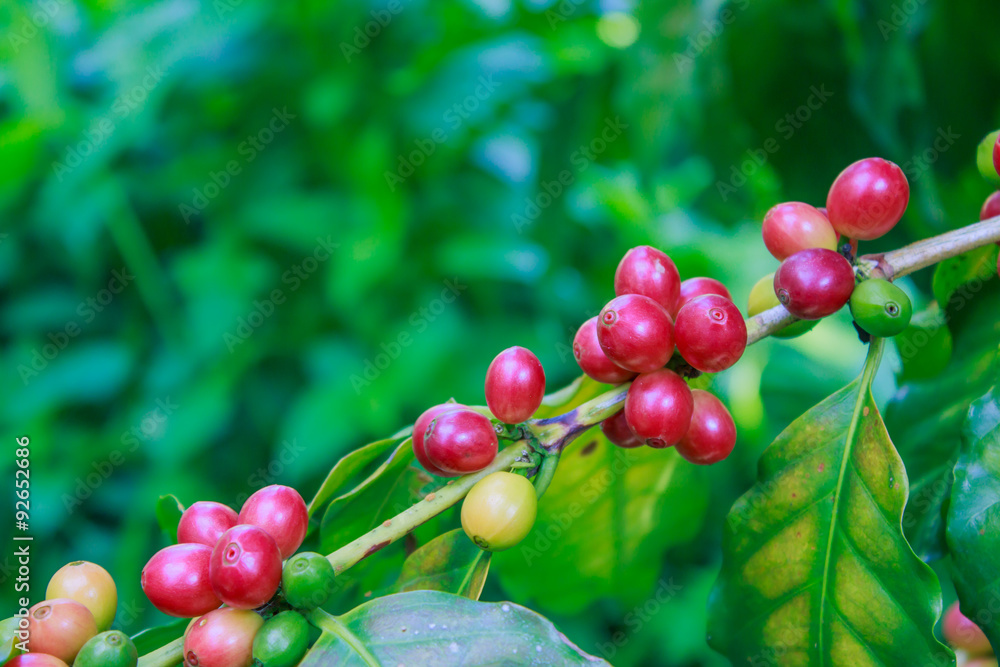 coffee on tree