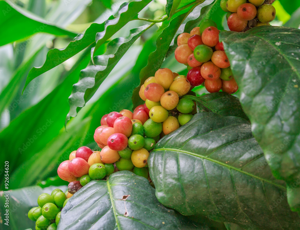 coffee on tree