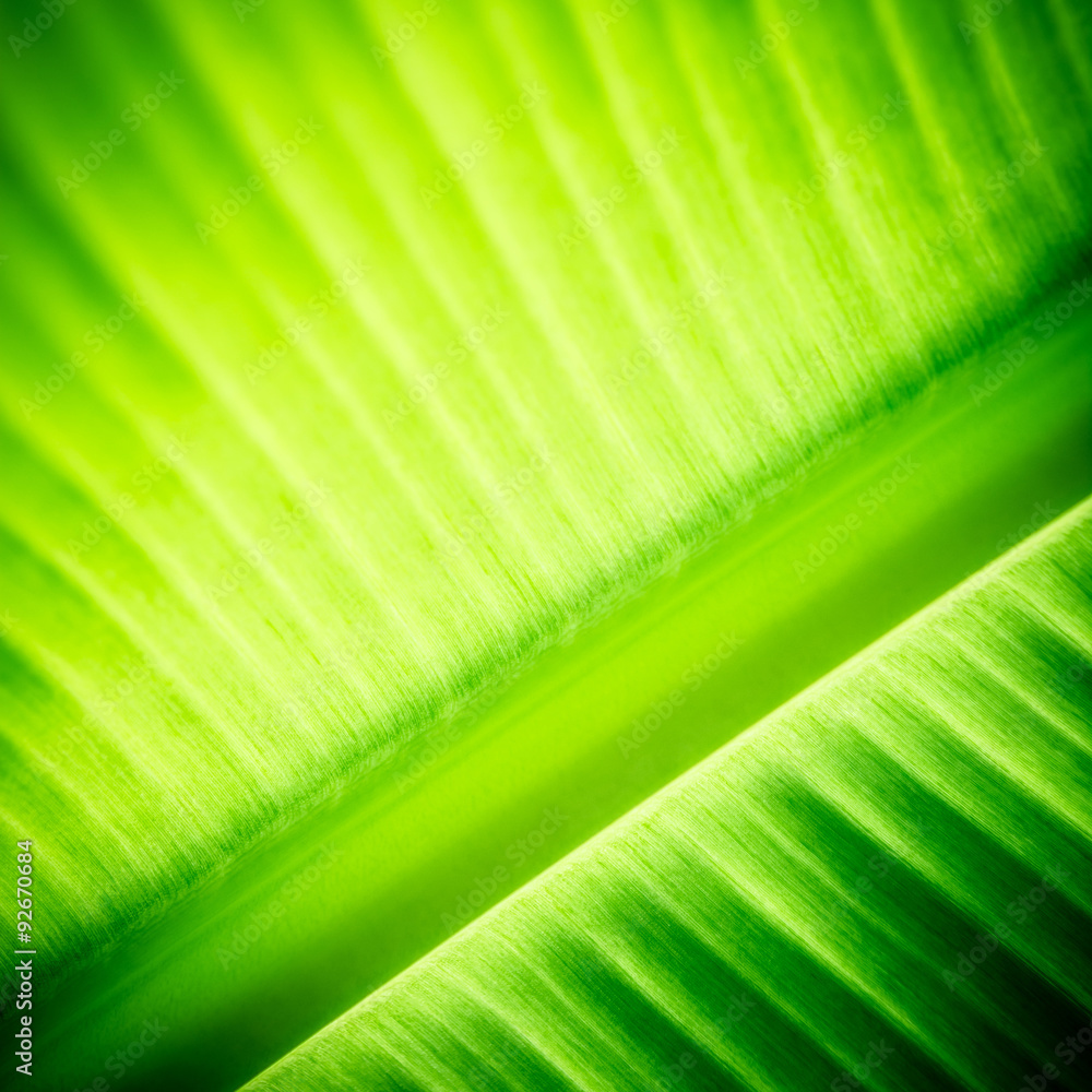 香蕉叶纹理特写