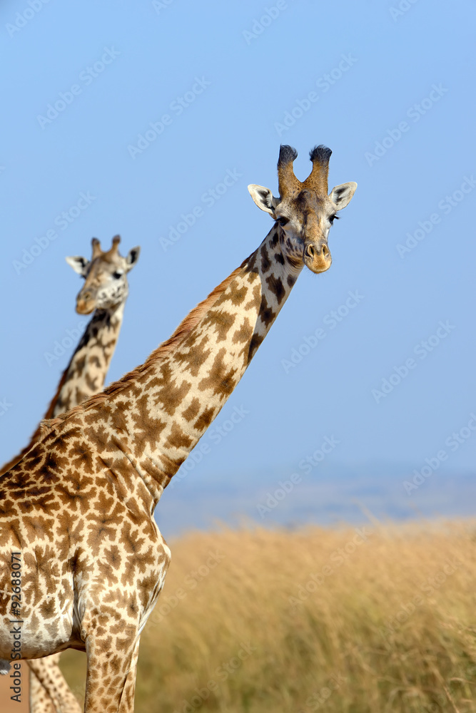 Giraffe