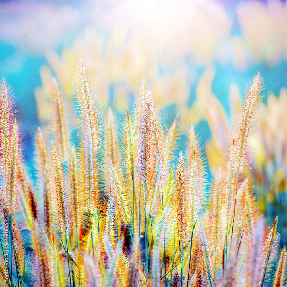 surreal grass flower in the golden light in sunrise