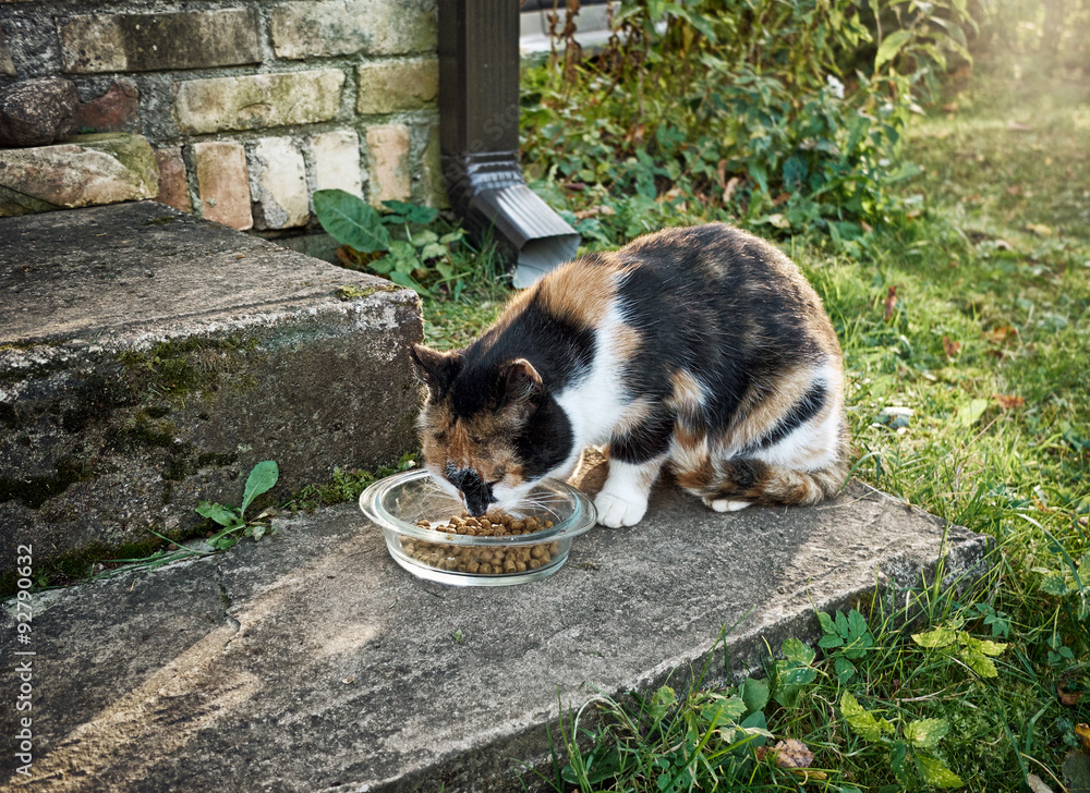 猫吃东西