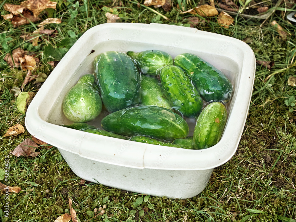 fresh ripe cucumbers