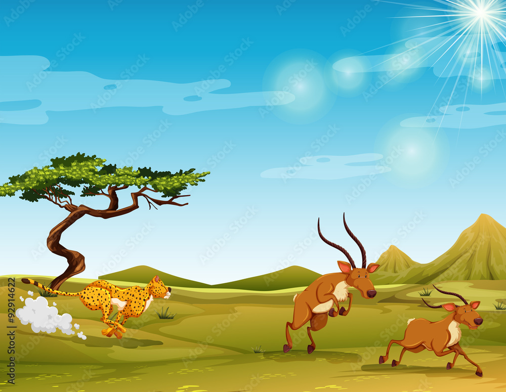 Cheetah chasing deers in the savanna