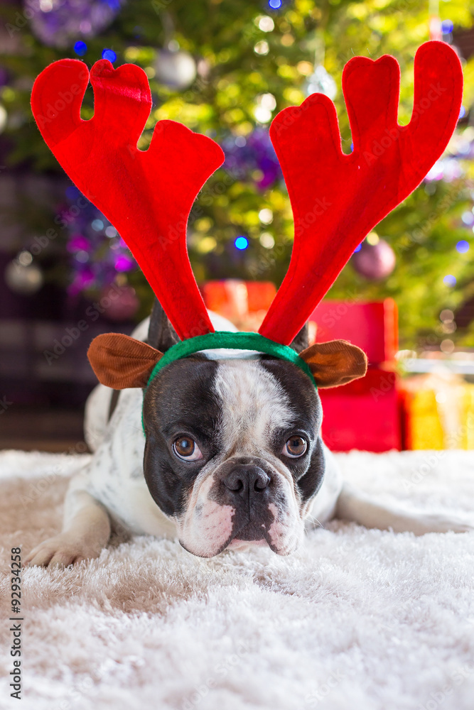 French bulldog with reindeer horns under Christmas tree