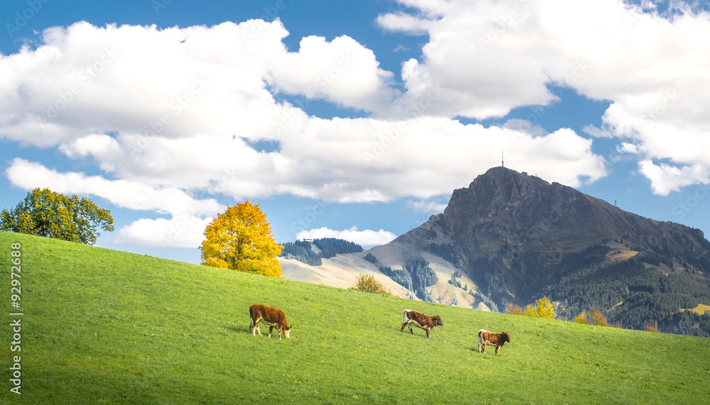 Kühe auf Wiese vor dem Kitzbüheler Horn