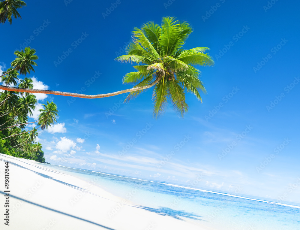 Scenic White Sand Beach Summer Tree Concept