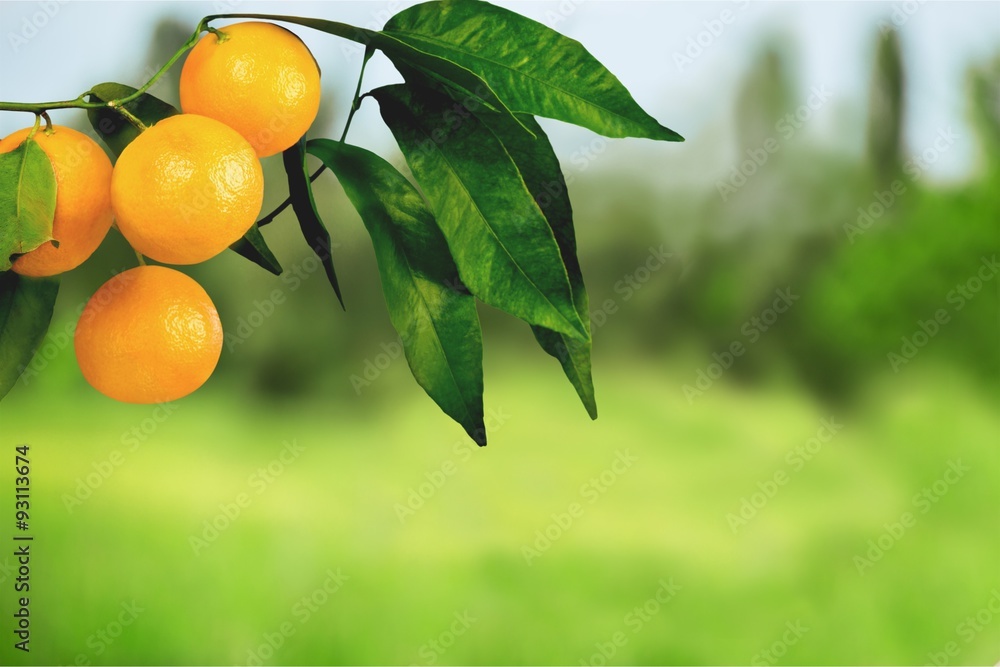 Orange Tree.